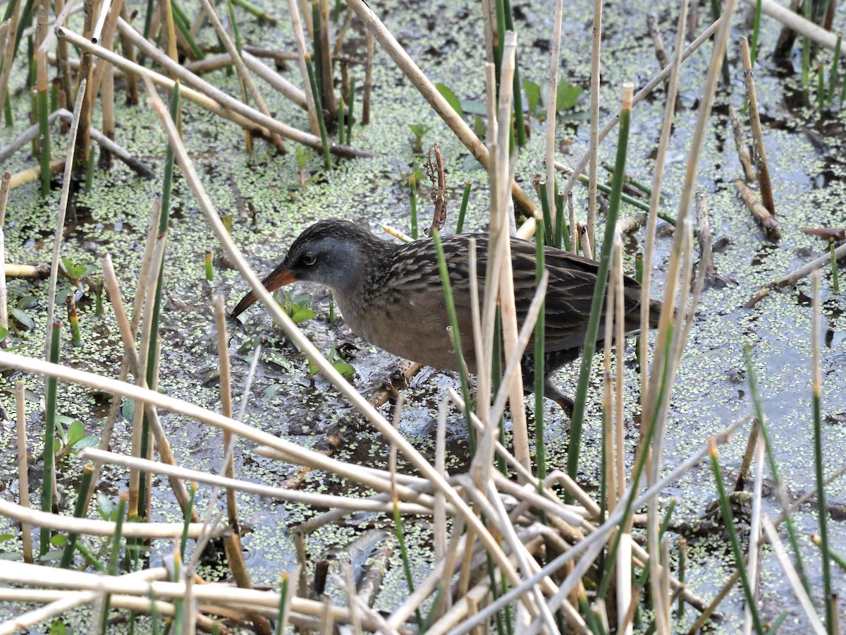 Virginia Rail - ML647659229