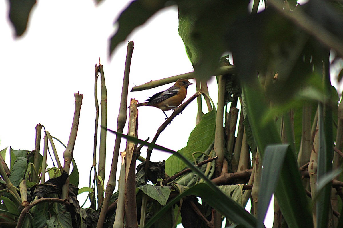 ボルチモアムクドリモドキ - ML647659253