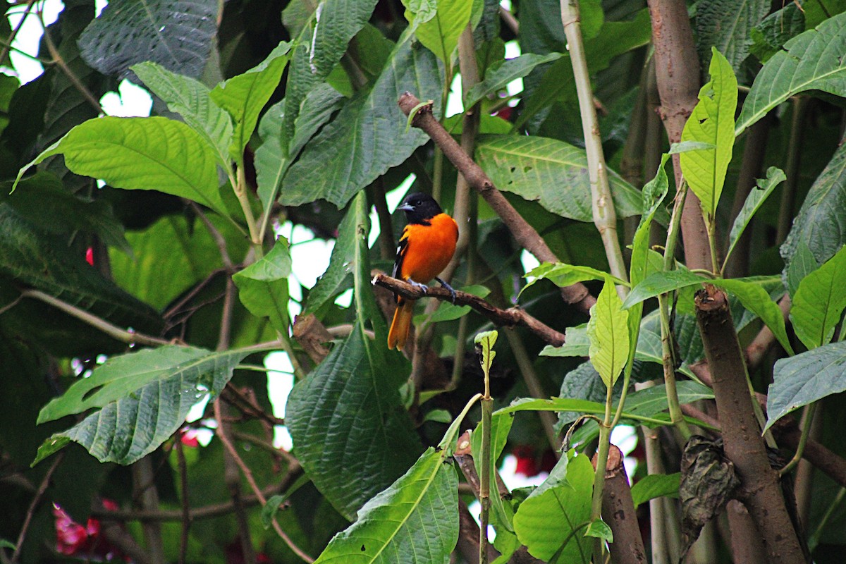 ボルチモアムクドリモドキ - ML647659254