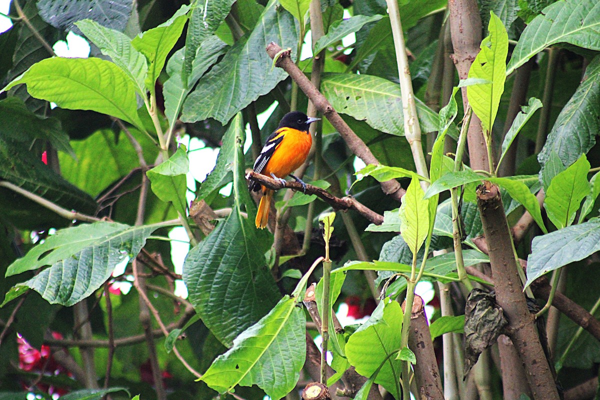 ボルチモアムクドリモドキ - ML647659255