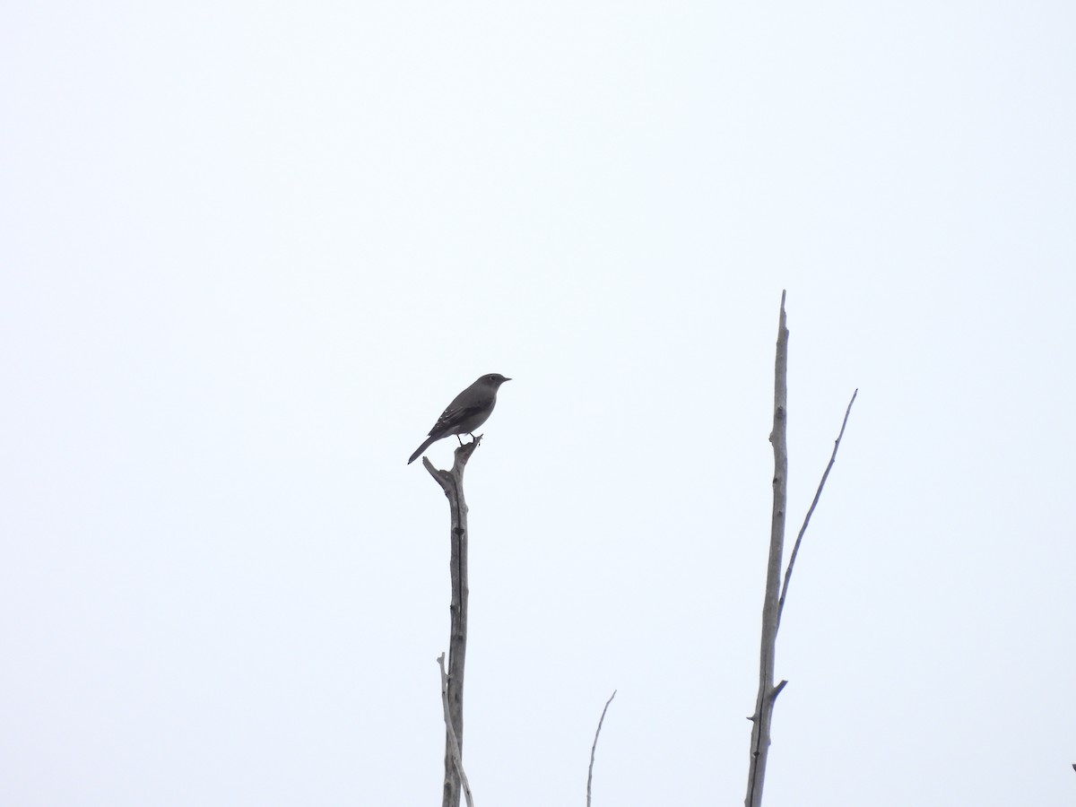 Townsend's Solitaire - ML647659262