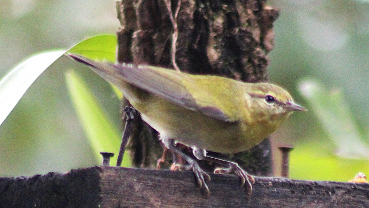Tennessee Warbler - ML647659265