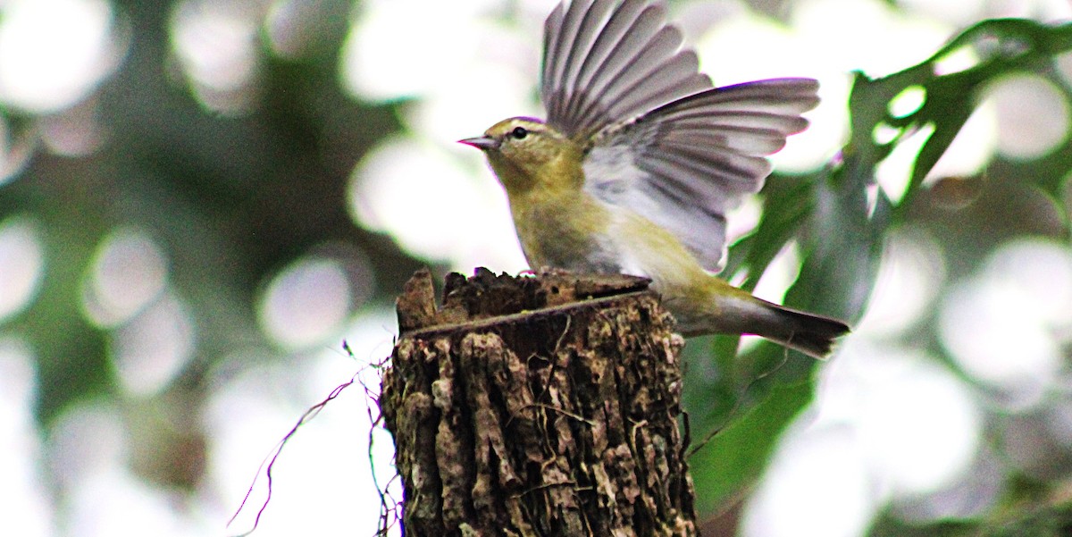 Tennessee Warbler - ML647659266