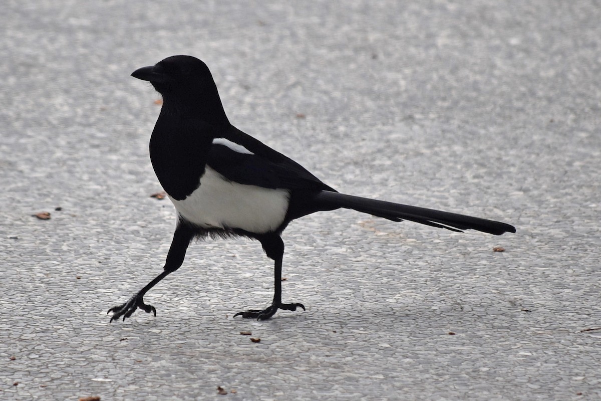 Oriental Magpie - ML647659277