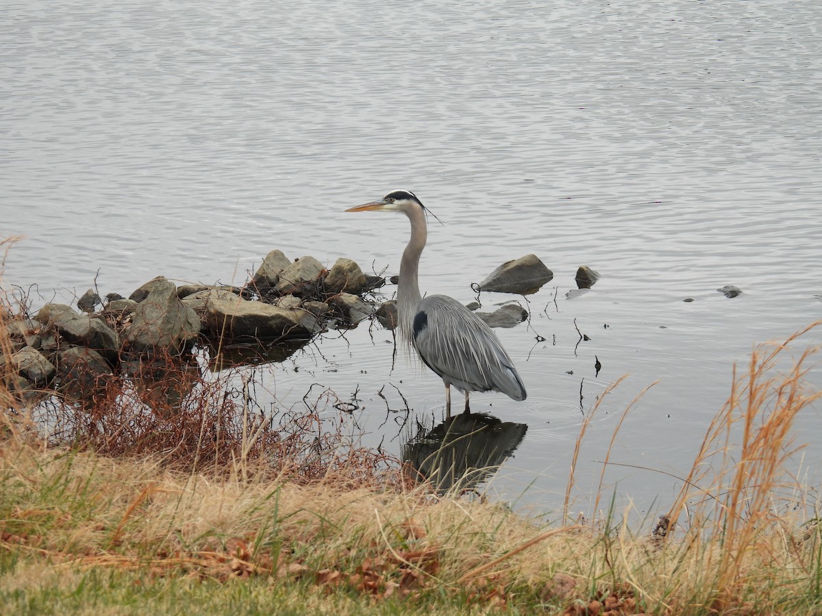 Great Blue Heron - ML647659278