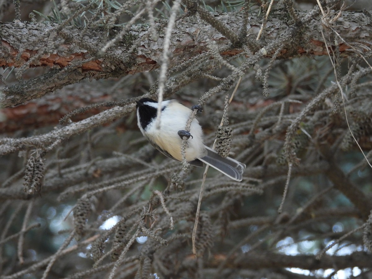 sýkora černohlavá - ML647659322