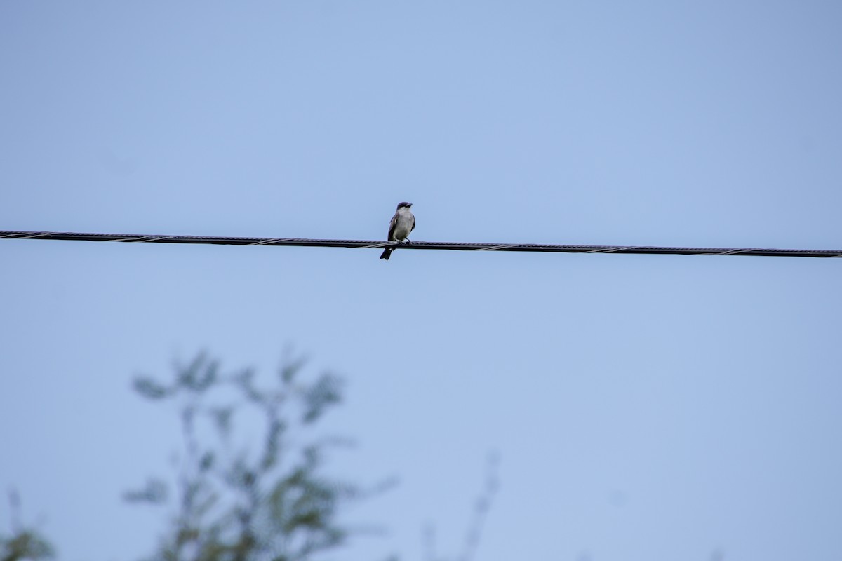 Thick-billed Kingbird - ML647659324