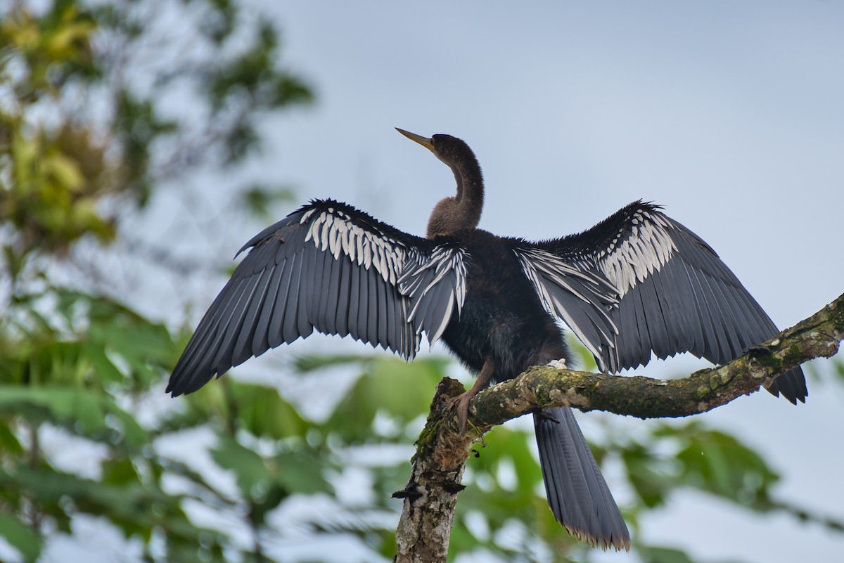 anhinga americká - ML647659328