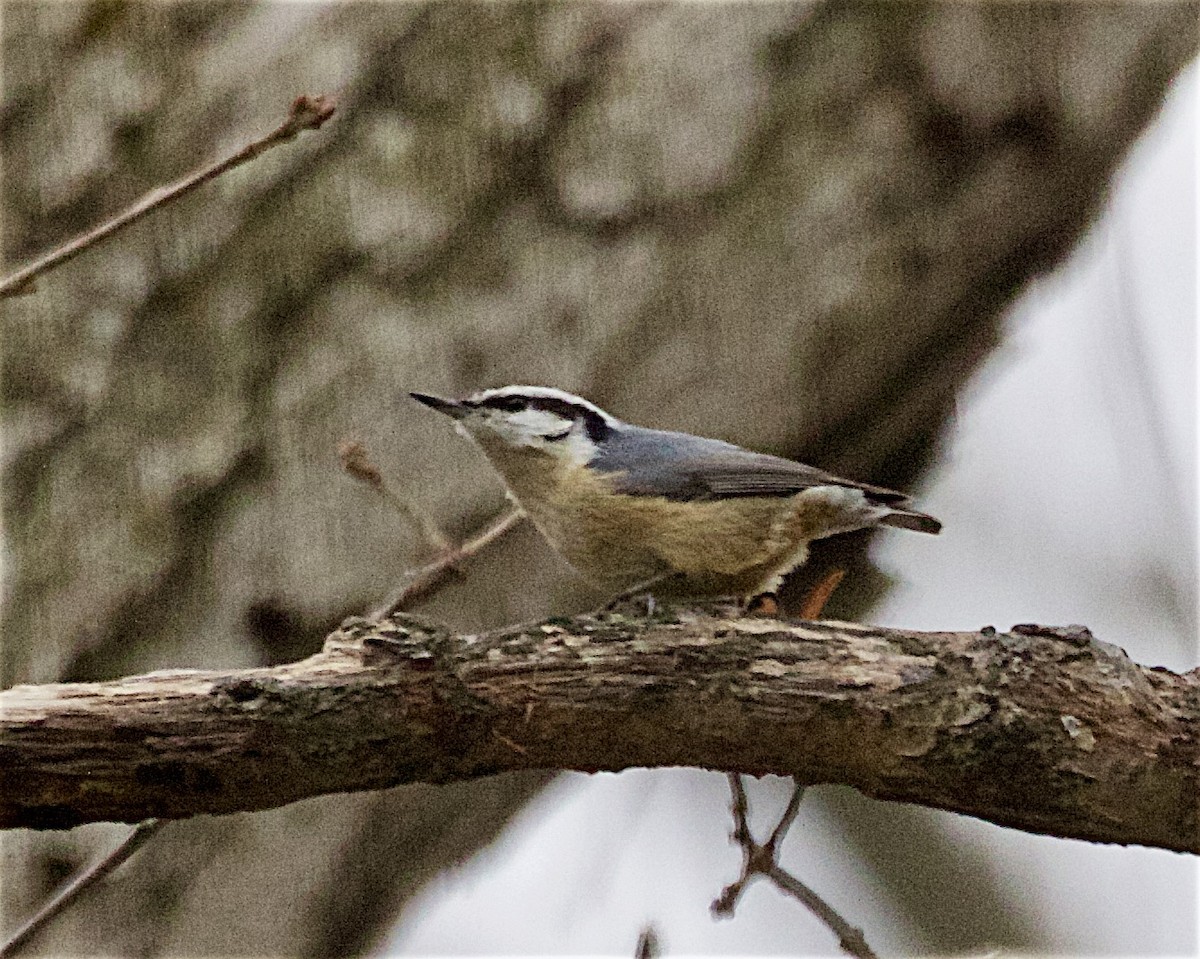 brhlík americký - ML647659329