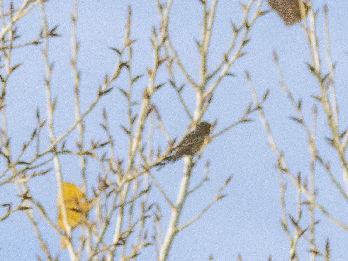 lesňáček žlutoskvrnný - ML647659330