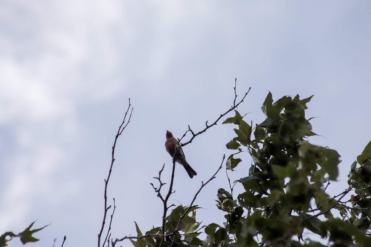 hýl rudoprsý - ML647659332