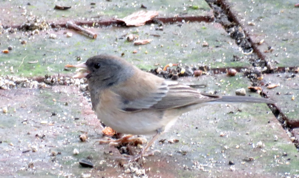 strnadec zimní - ML647659334