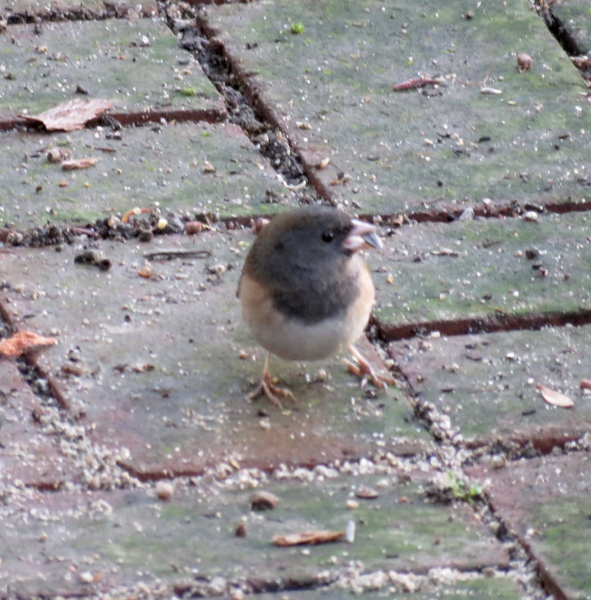 strnadec zimní - ML647659335