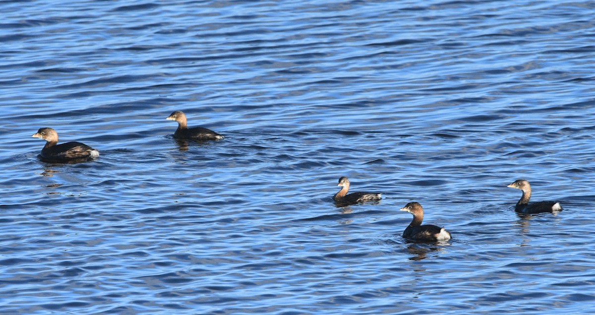 potápka americká - ML647659336