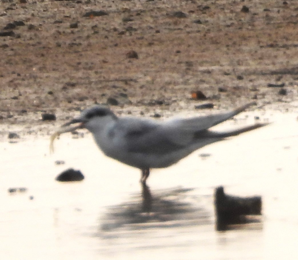 rybák bahenní - ML647659338