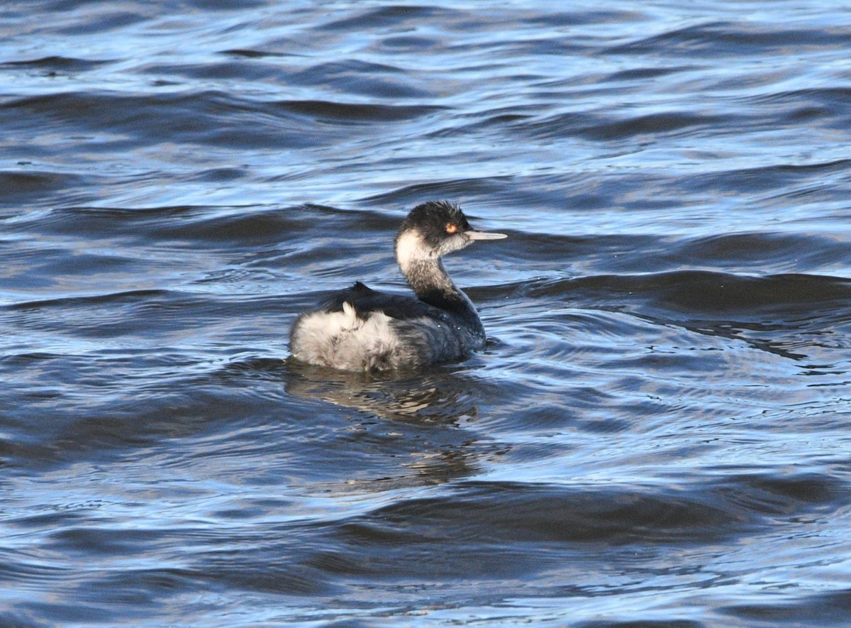 potápka černokrká - ML647659340