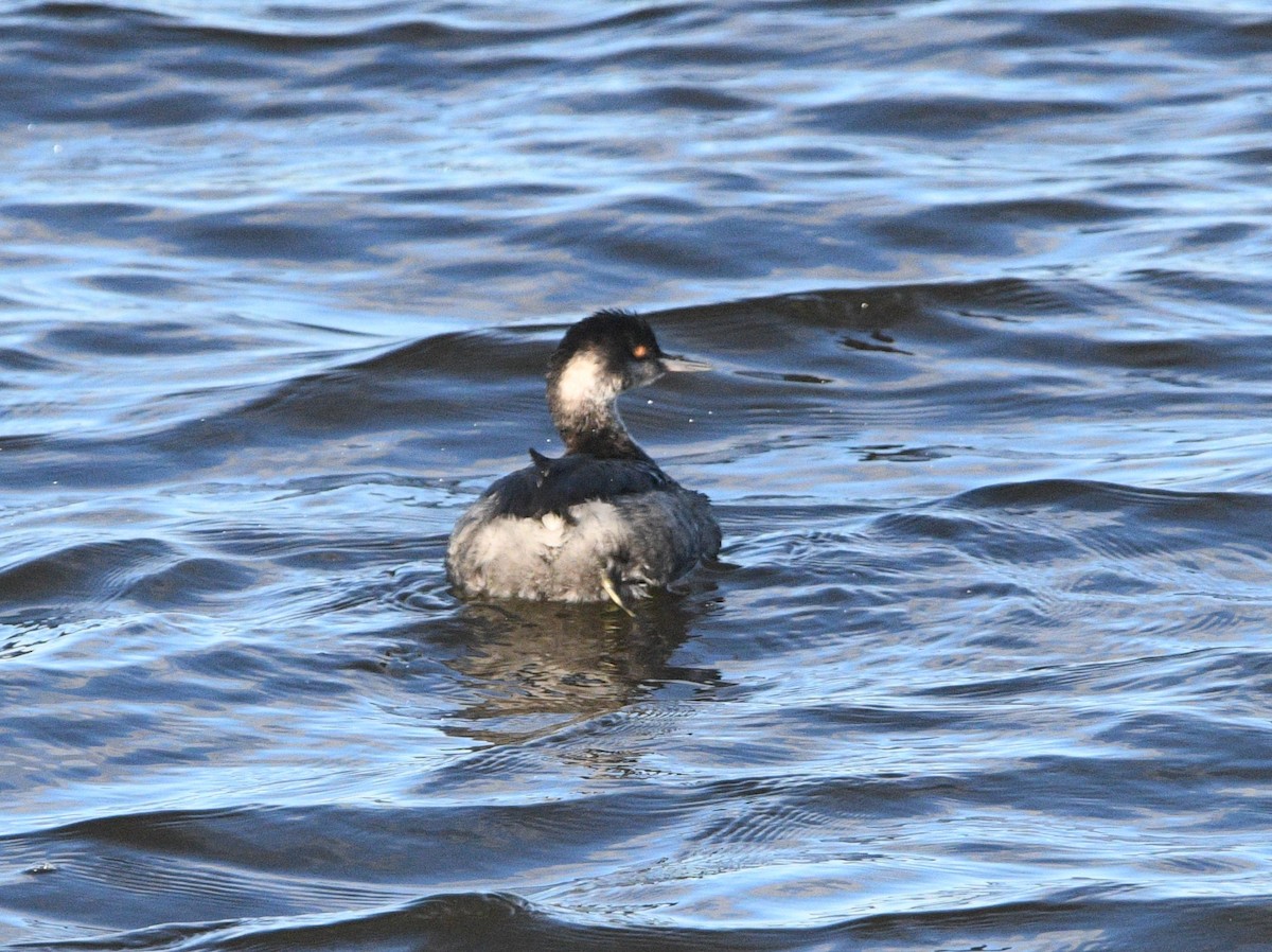 potápka černokrká - ML647659341