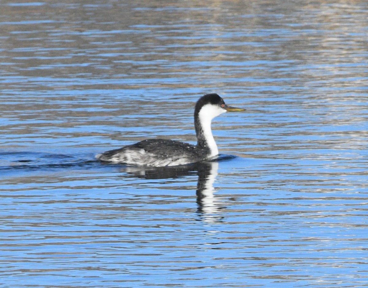 potápka západní - ML647659344