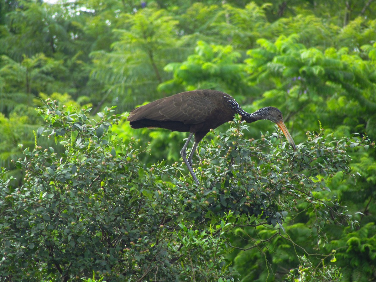 kurlan chřástalovitý - ML647659345