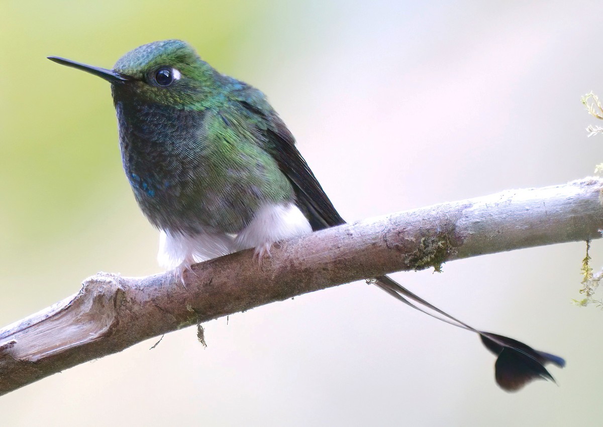 papučka vlajková - ML647659346