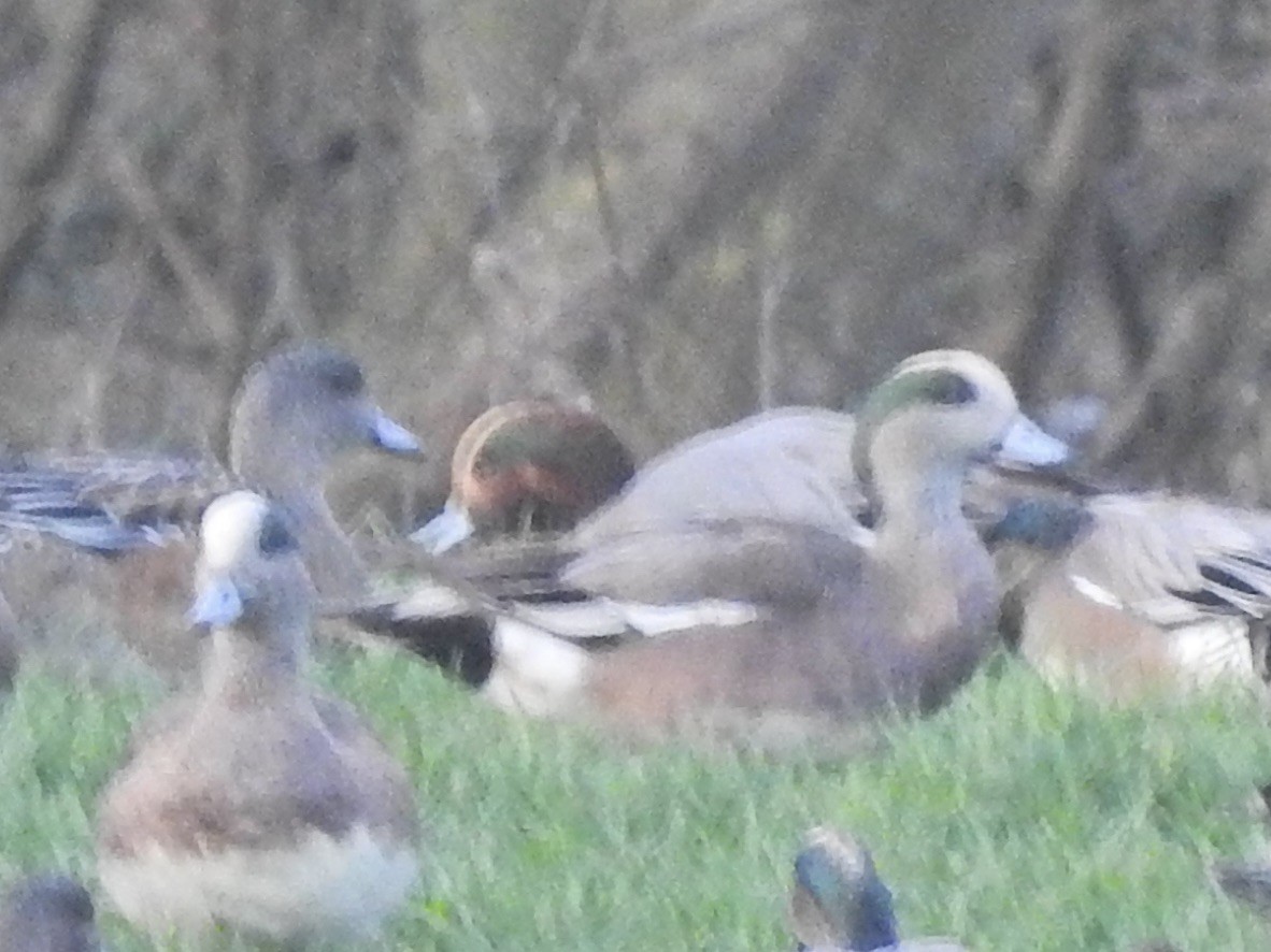 hvízdák eurasijský x americký (hybrid) - ML647659348