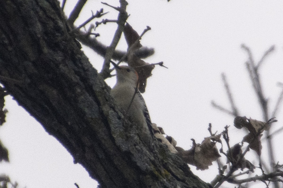 datel karolínský - ML647659349