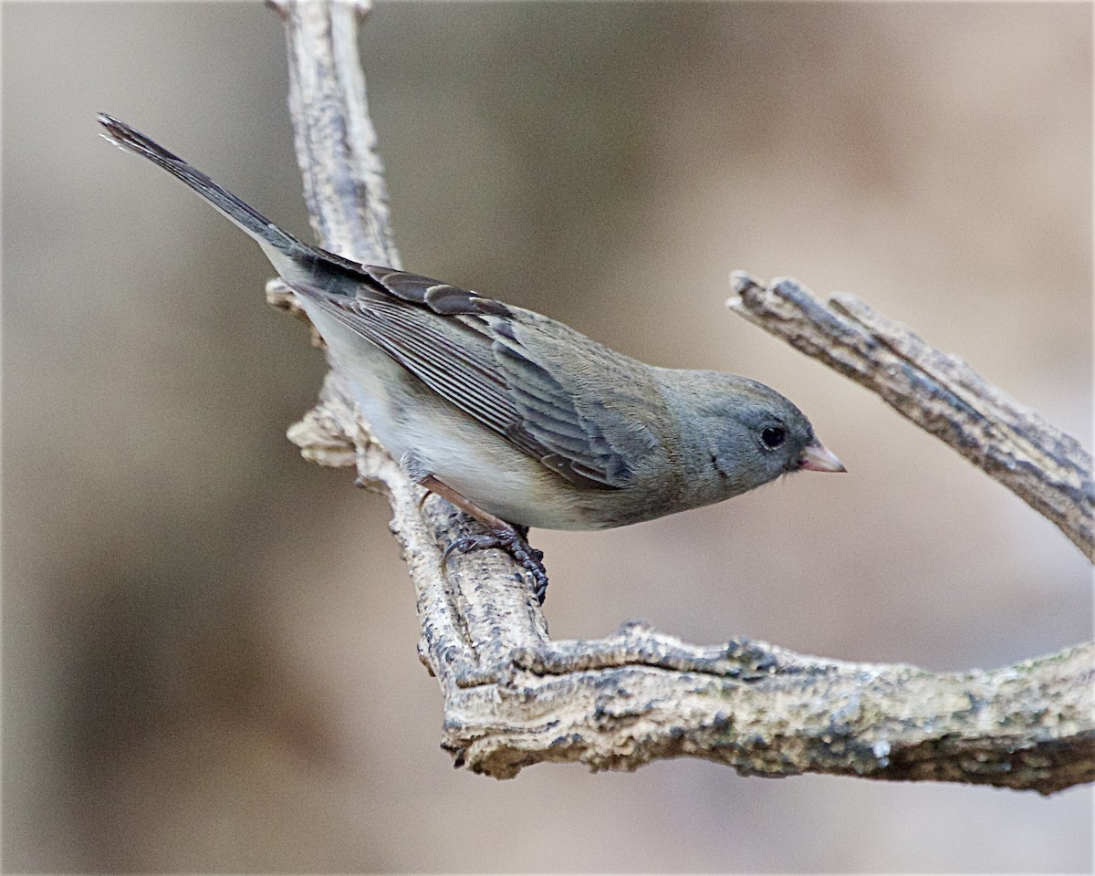 strnadec zimní - ML647659350