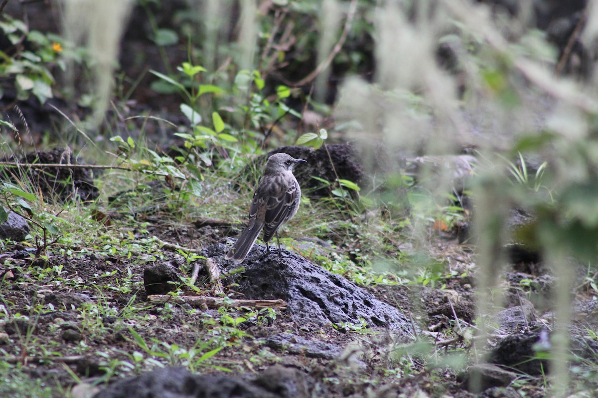 drozdec sancristobalský - ML647659351