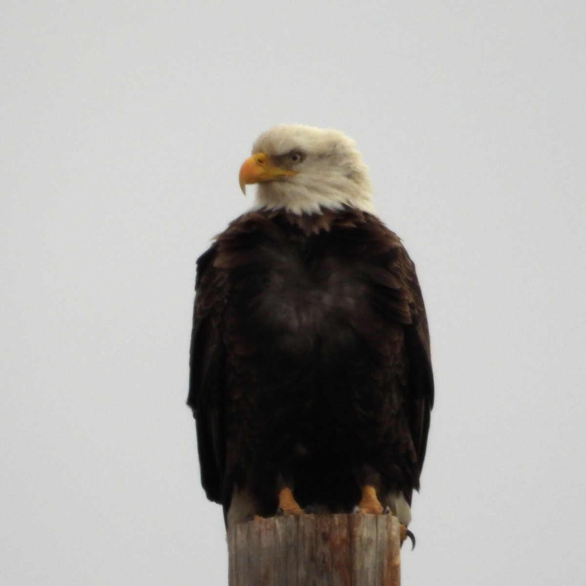 orel bělohlavý - ML647659353