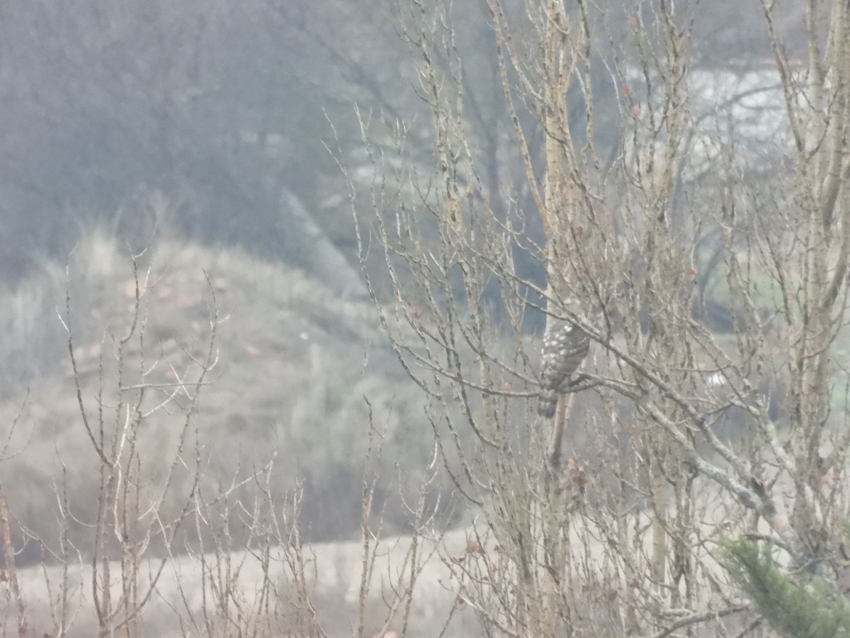 jestřáb lesní - ML647659354