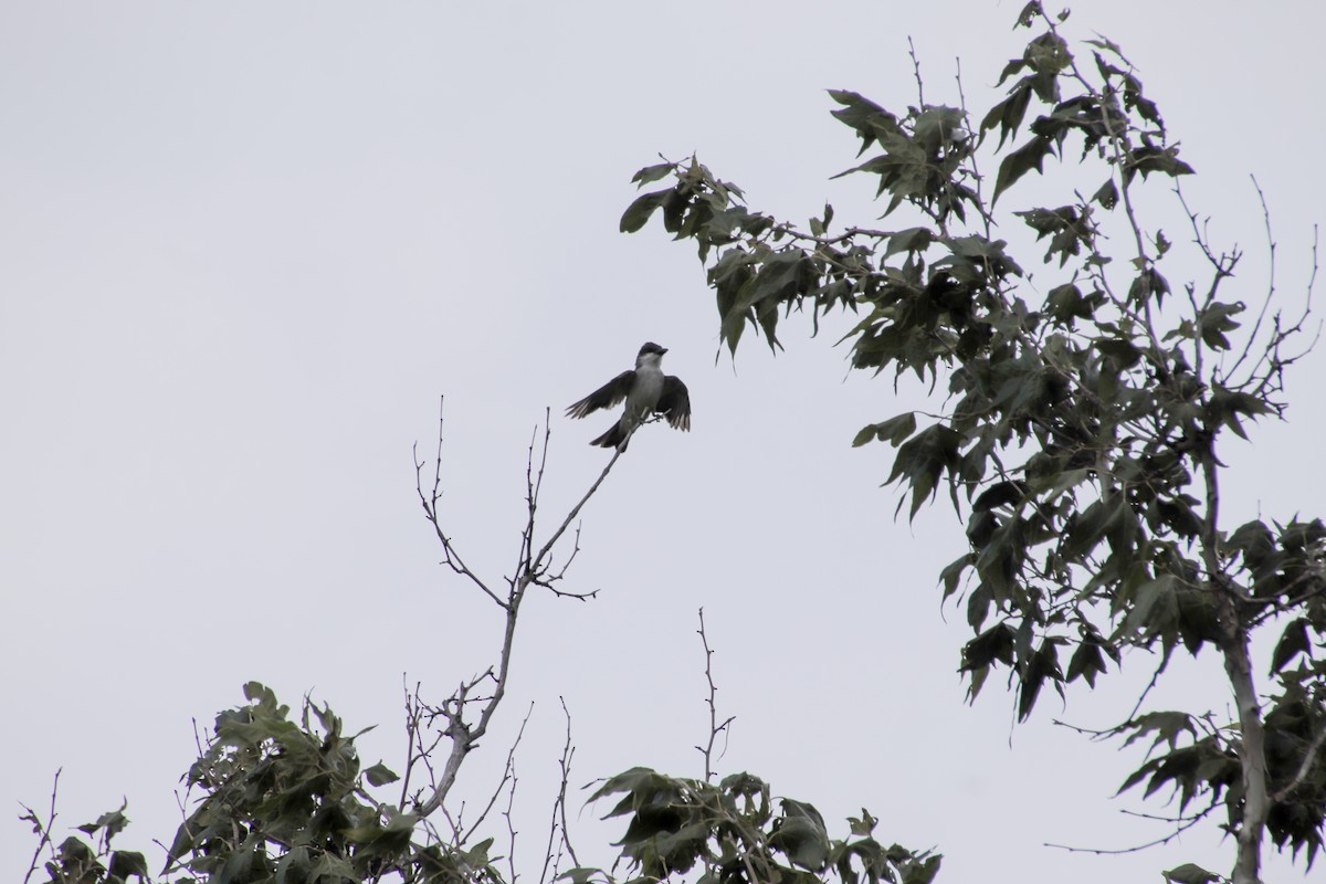Thick-billed Kingbird - ML647659356