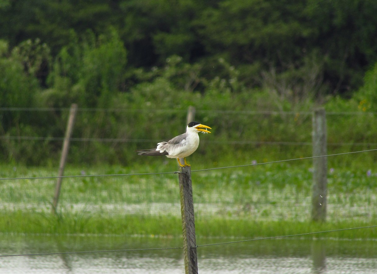 rybák žlutozobý - ML647659359