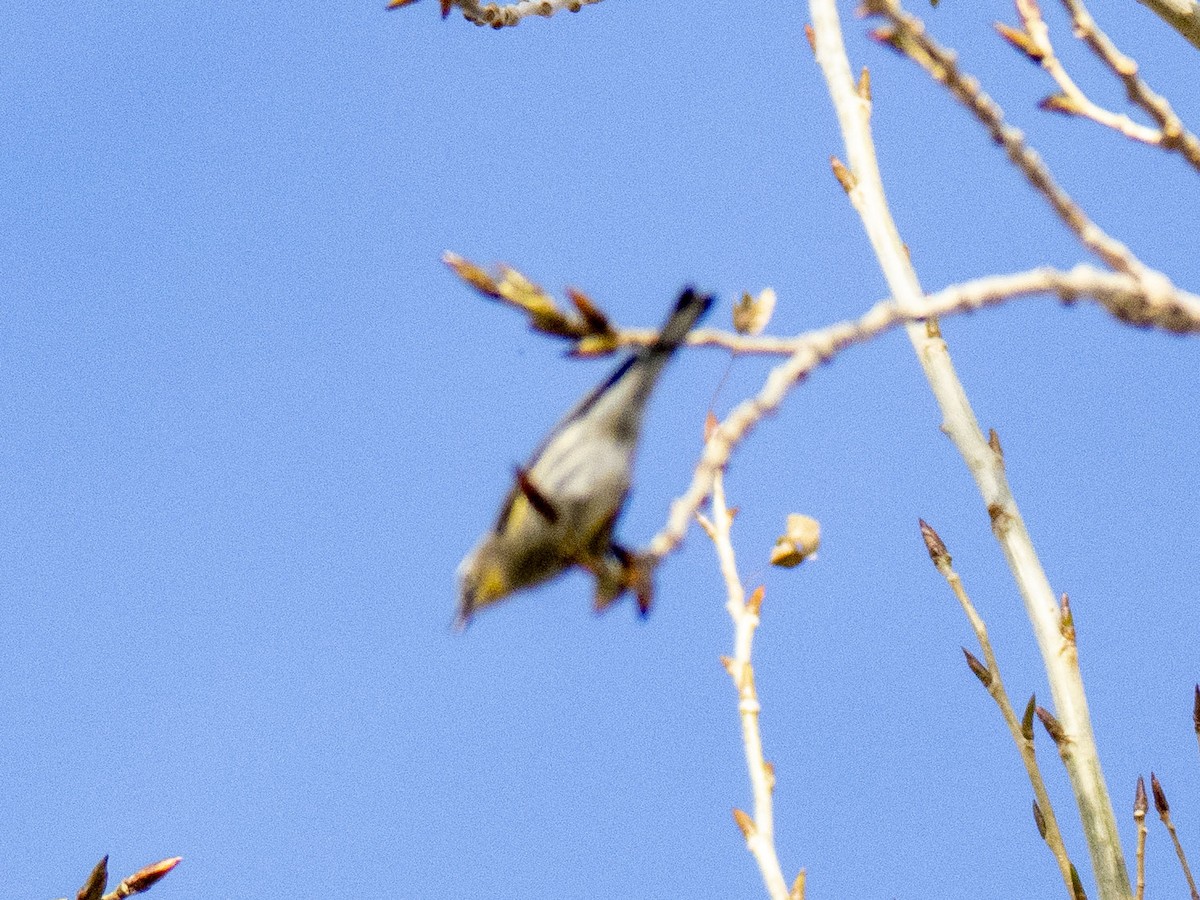 lesňáček žlutoskvrnný - ML647659361