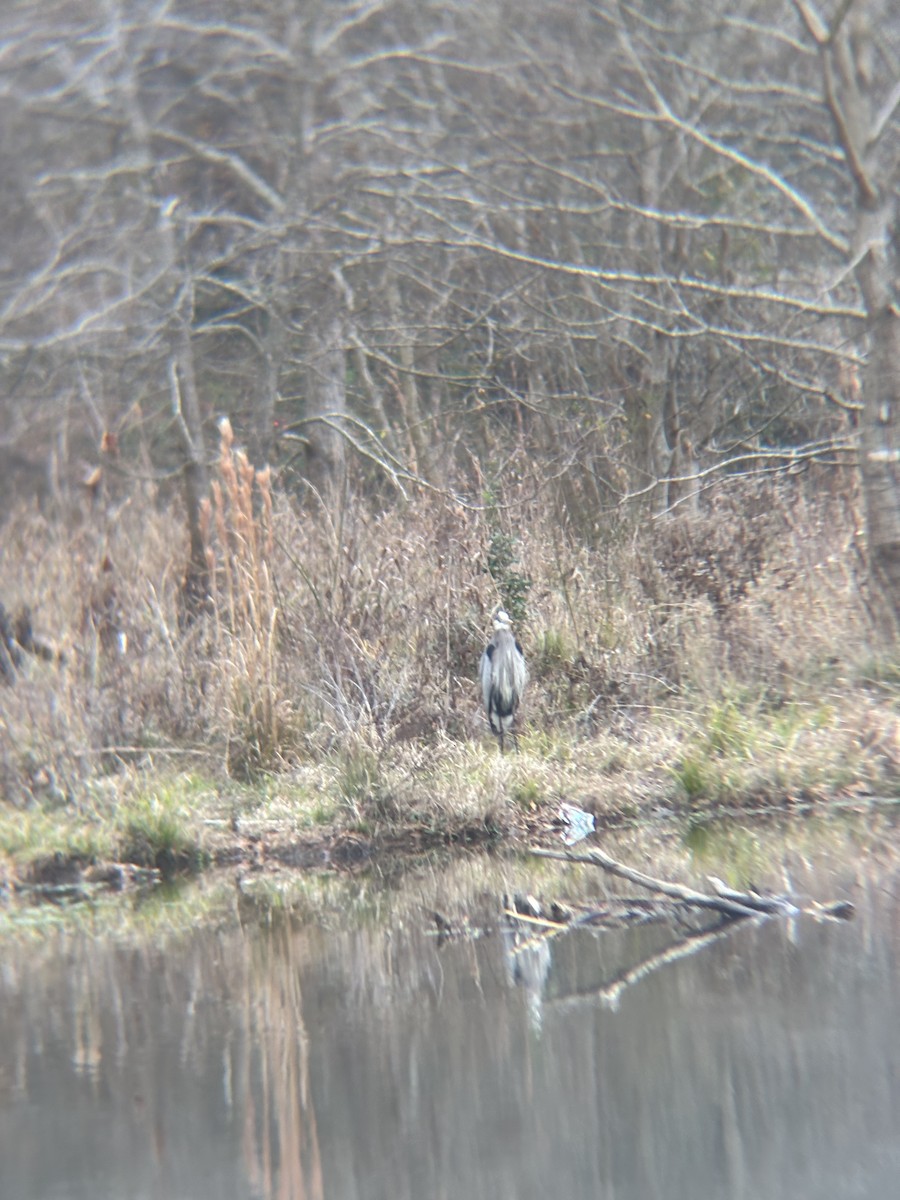 Great Blue Heron - ML647659366