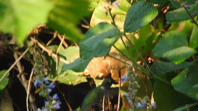 Colibri à gorge rubis - ML647659368