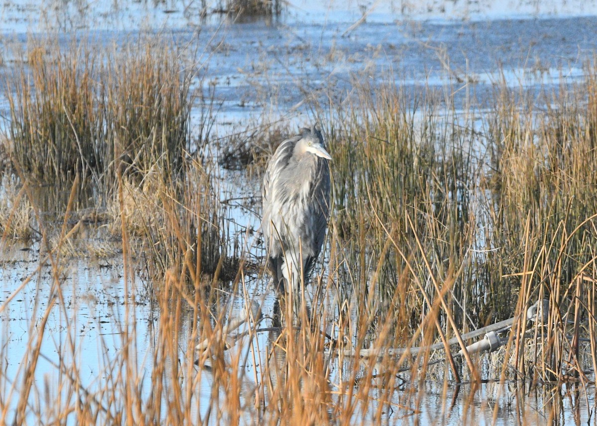 Great Blue Heron - ML647659369