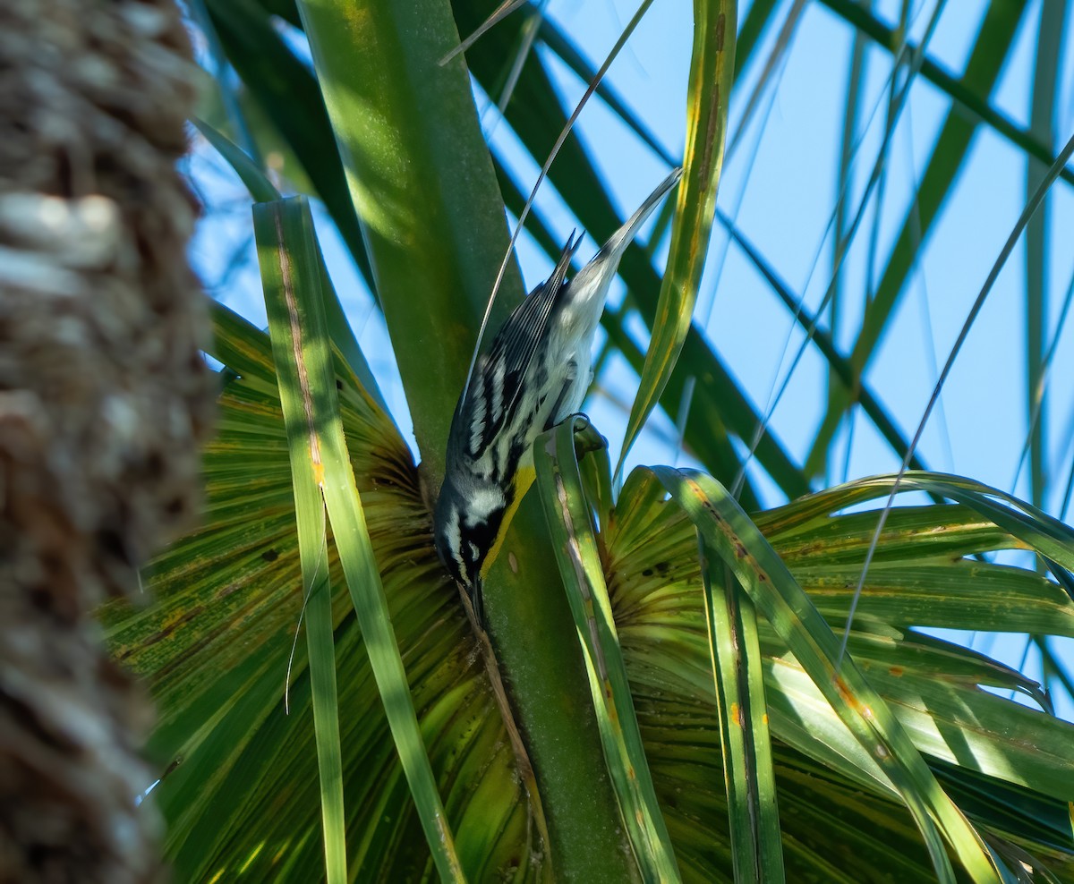 Paruline à gorge jaune - ML647659381