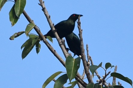 Asian Glossy Starling - ML647659447