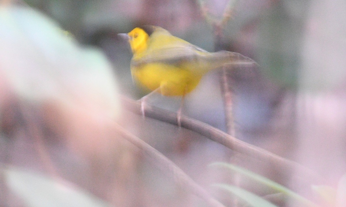 クロズキンアメリカムシクイ - ML647659449