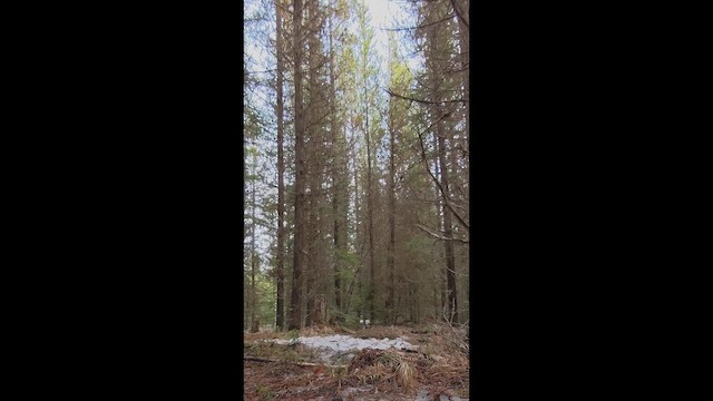 Spruce Grouse (Franklin's) - ML647659450