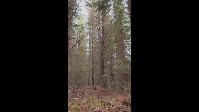 Spruce Grouse (Franklin's) - ML647659451