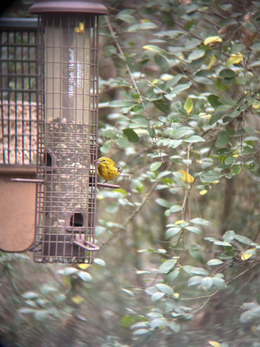 סבכון אורנים - ML647659454