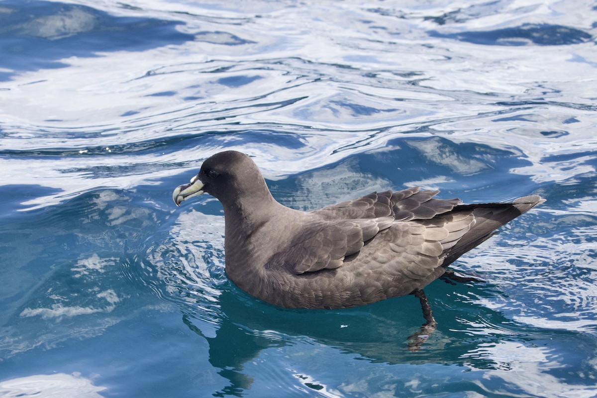 White-chinned Petrel - ML647659477