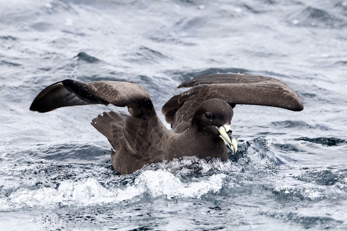 White-chinned Petrel - ML647659496