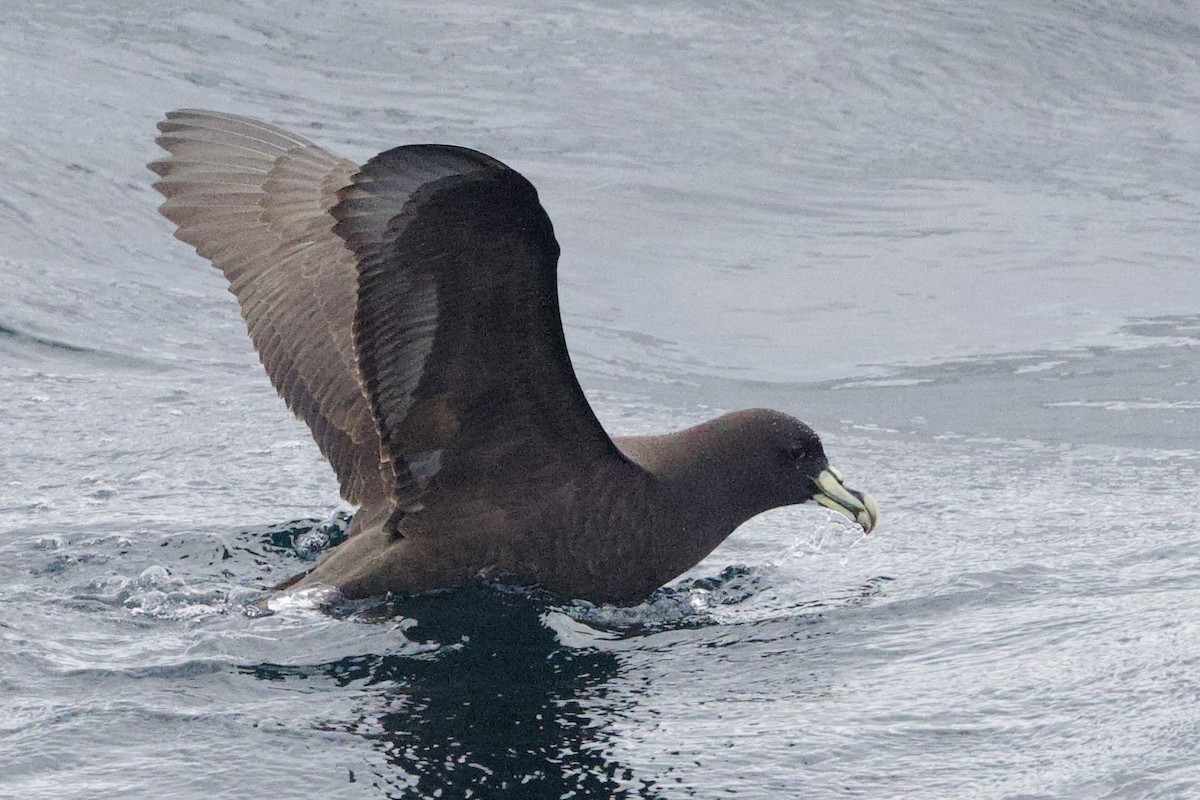 White-chinned Petrel - ML647659504