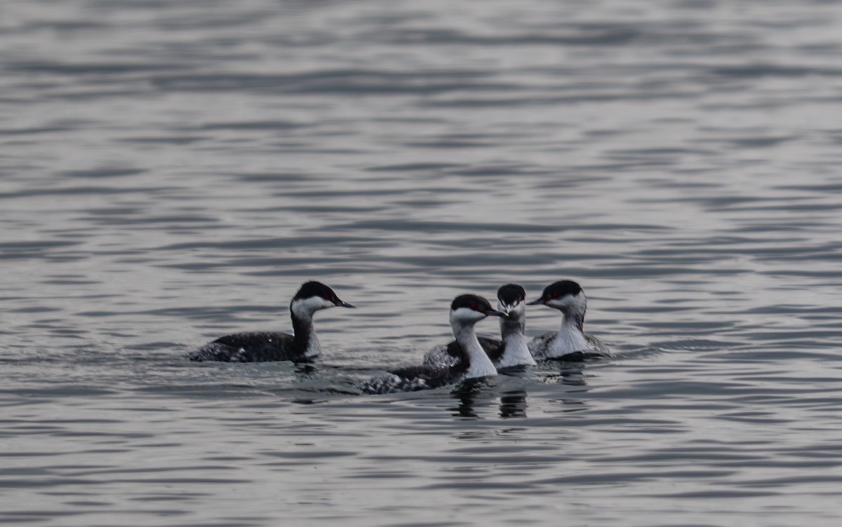 Красношейная поганка - ML647659507