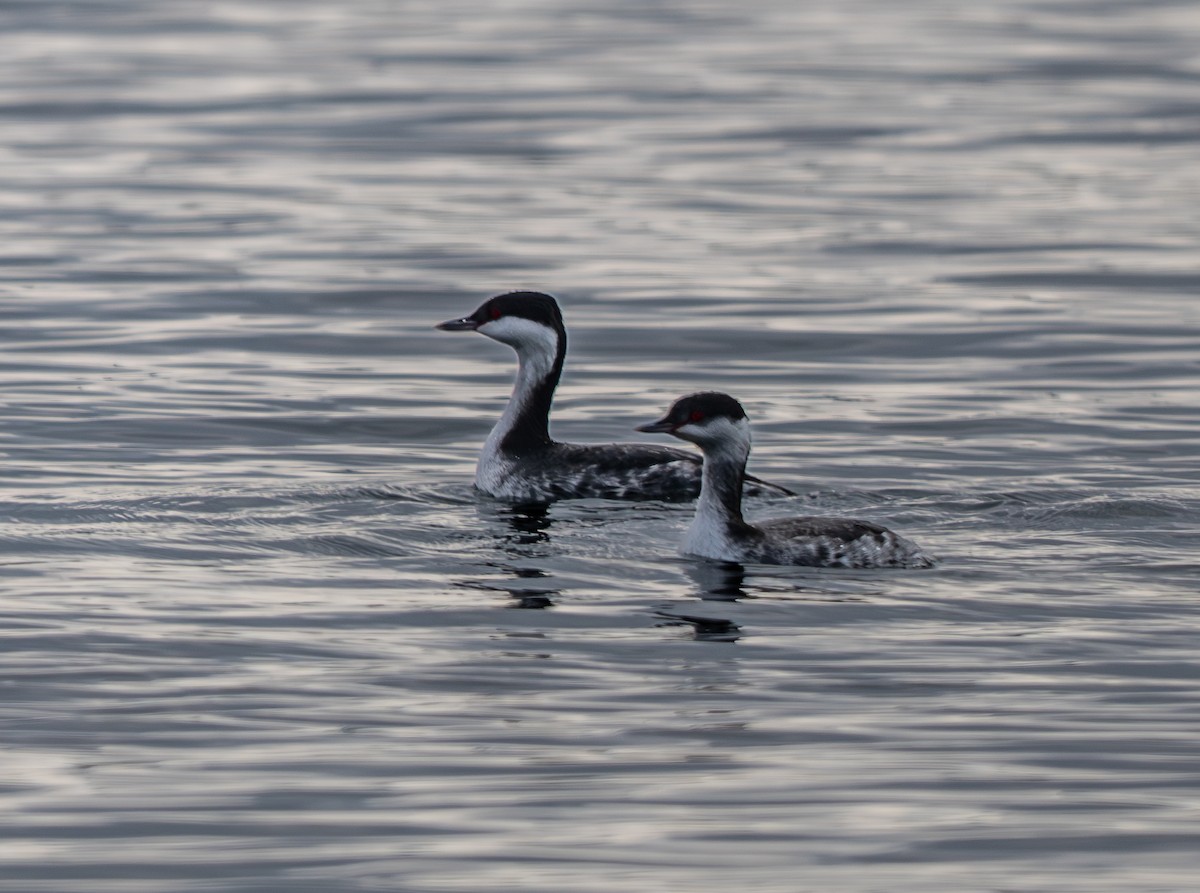 Красношейная поганка - ML647659508