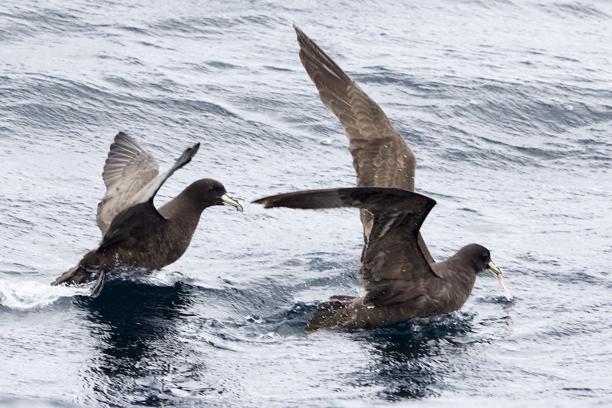 White-chinned Petrel - ML647659510