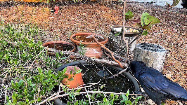 krkavec australský - ML647659512