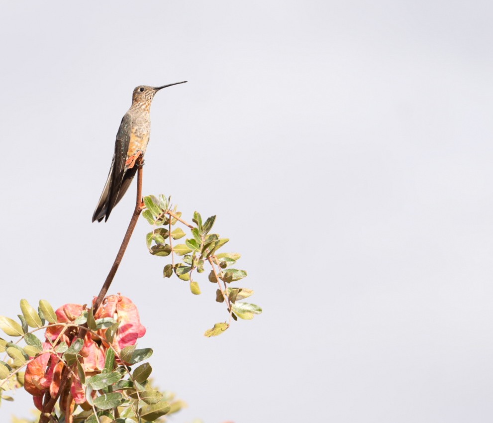 Giant Hummingbird - ML647659518